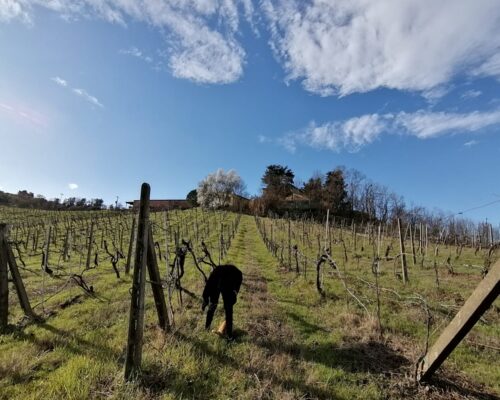 WhatsApp Image 2021-02-10 at 15.27.54